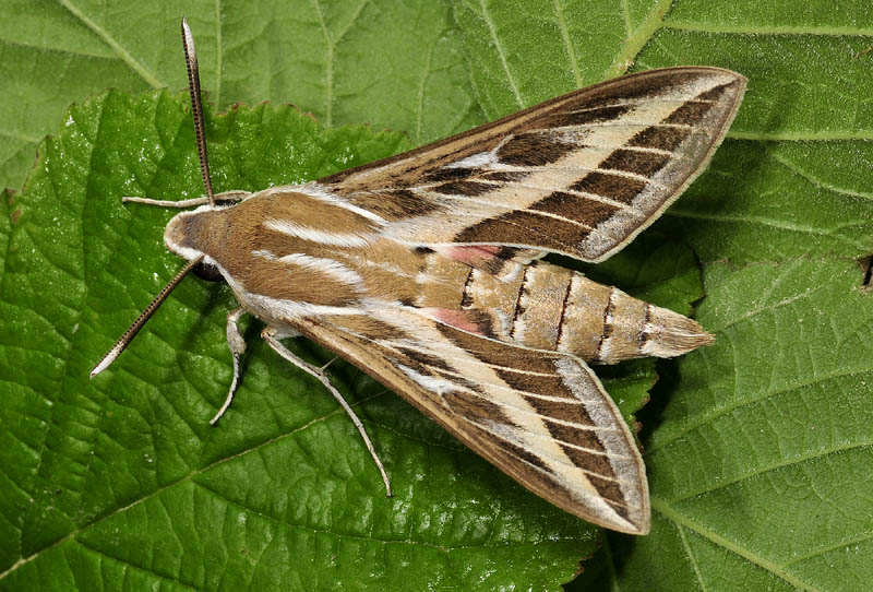 Quiz N 6 - Hyles livornica, Sphingidae